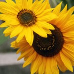 sunflowers