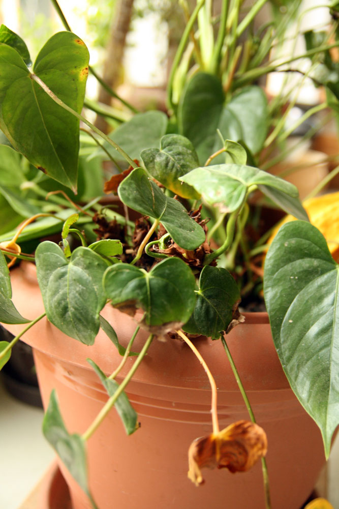 {Garden Life} Treat houseplant scales naturally No Ordinary Homestead