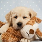 baby-sleep-puppy
