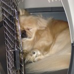 moving overseas with pets