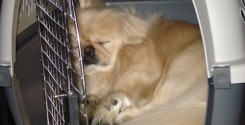 moving overseas with pets