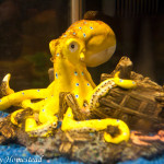 kids-fish-tank-01