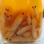 krill-jar