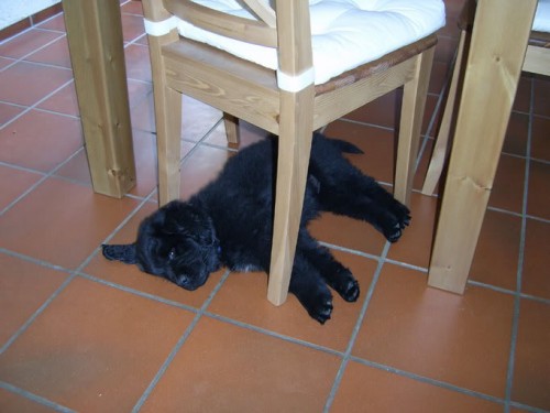 Ayla under the table