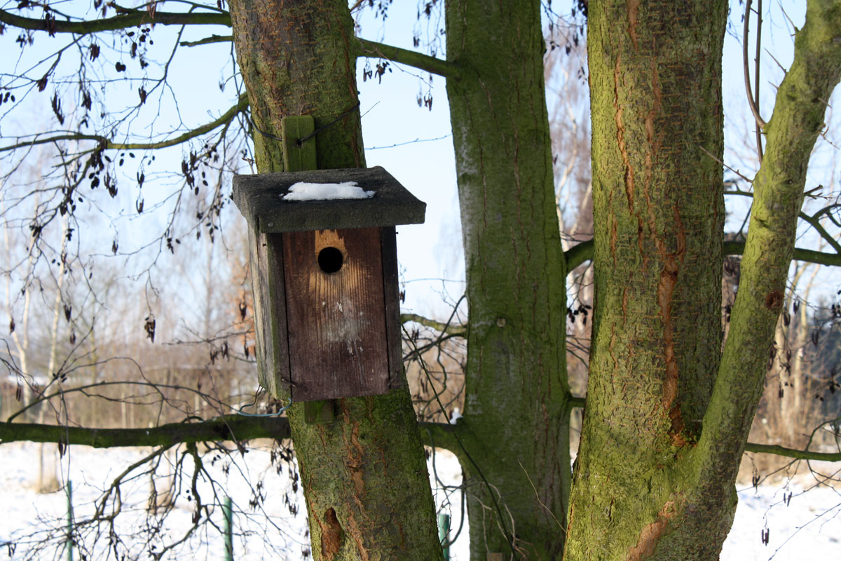 freeze_birdhouse