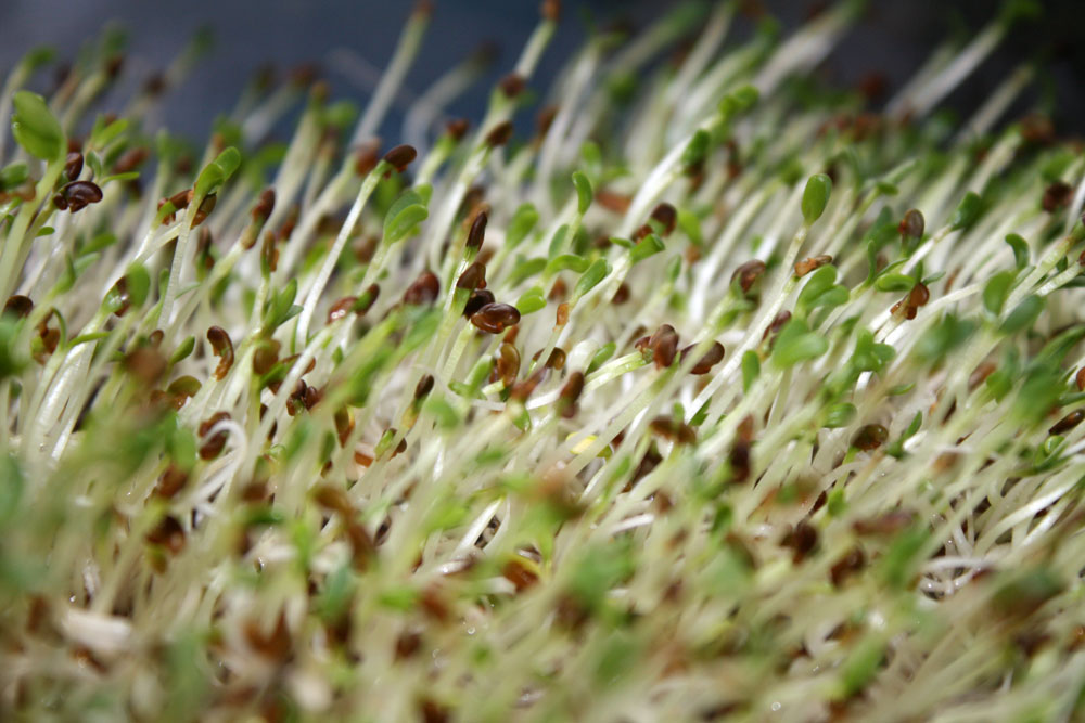 alfalfa sprouts