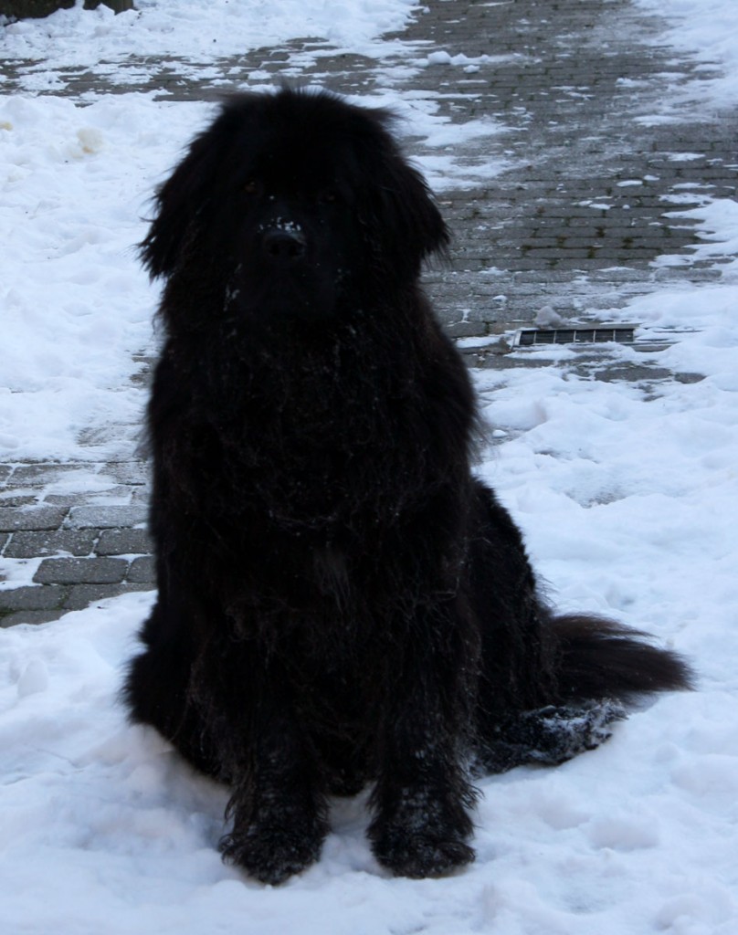 frostydog