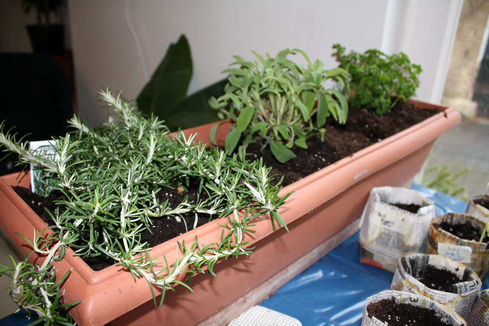 herbs replanted in window container