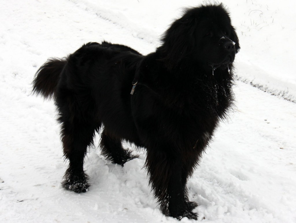 icecicle dog