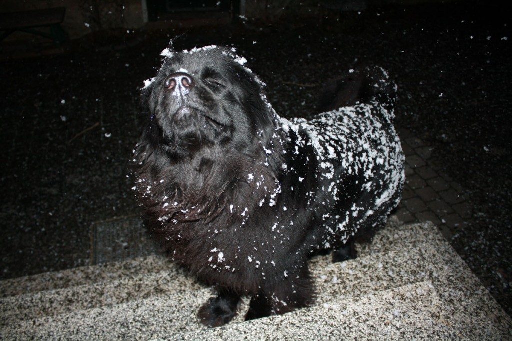 Ayla the snow dog