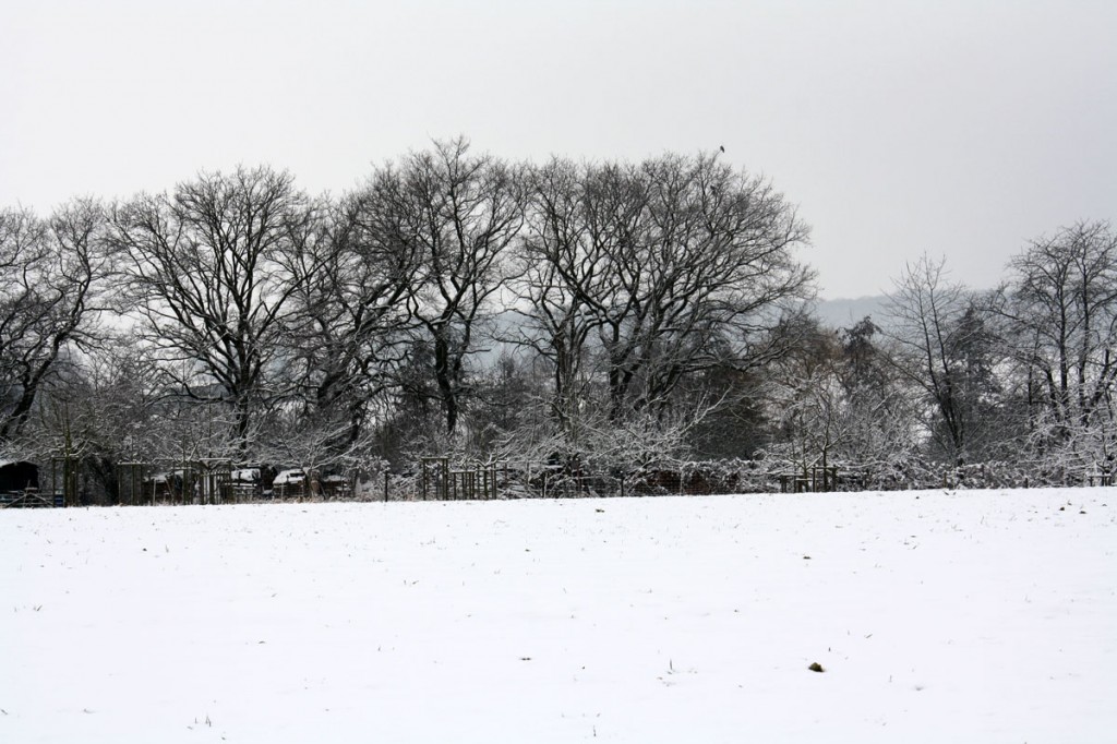 snowfields