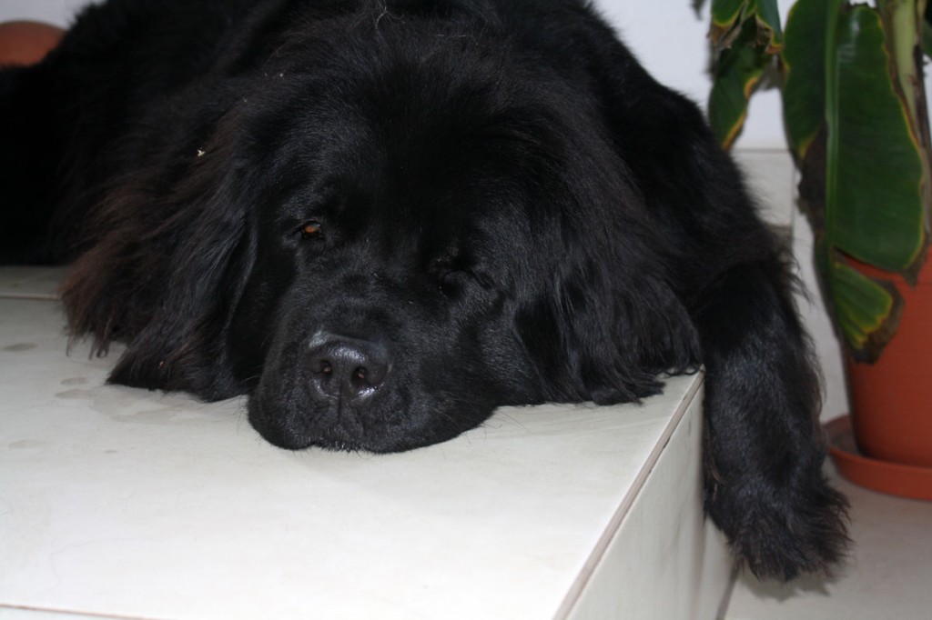 stepsleep