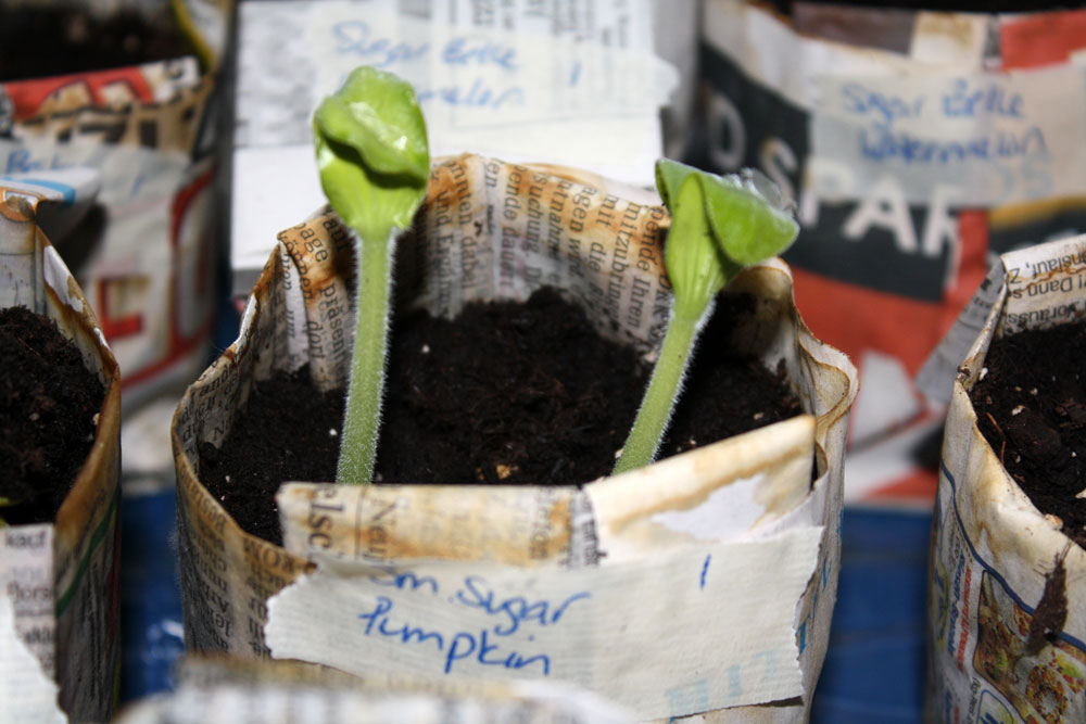 Recycling a little junk mail – making origami newspaper pots