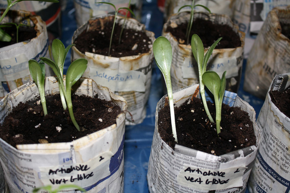 artichoke seedlings 030809