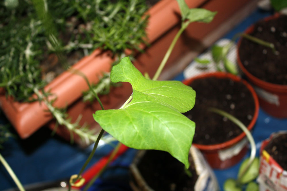 pinto bean seedlings 030809