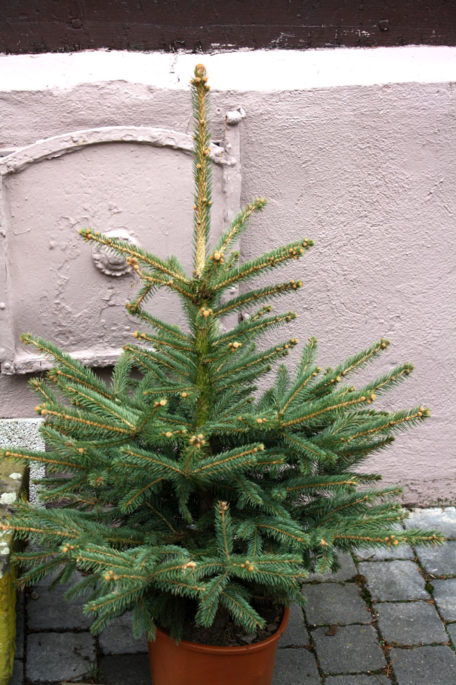 dumpster diving christmas tree 