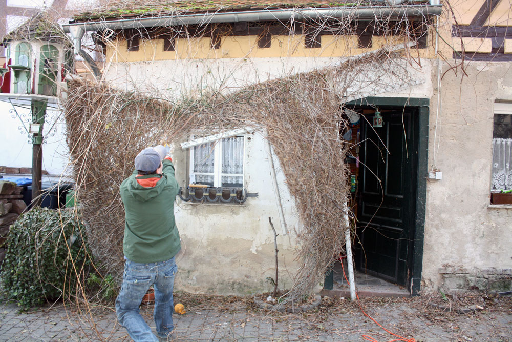 courtyard vines 04