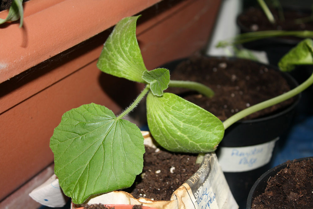 rouge pumpkins 030809