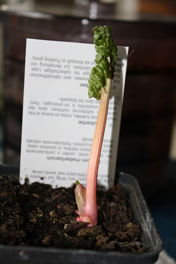 rhubarb 030409