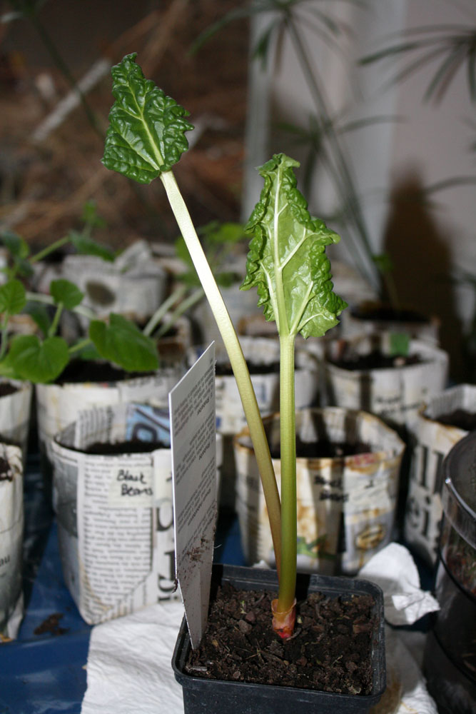 rhubarb 030809