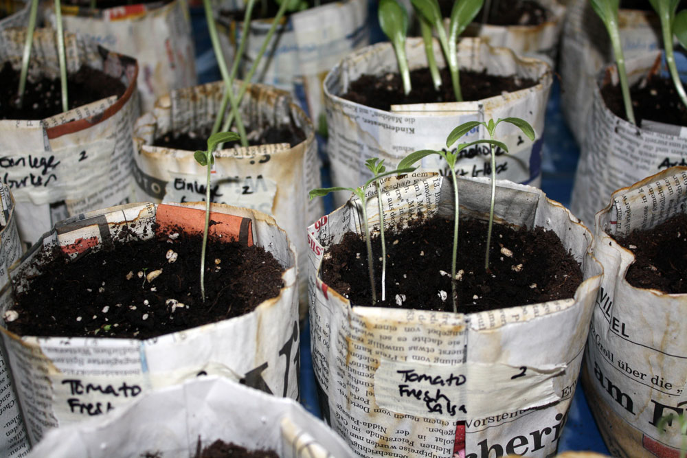 fresh salsa tomato seedlings 030809