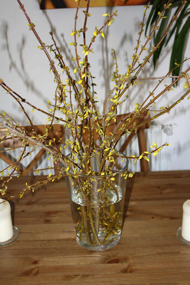 forsythia buds 01