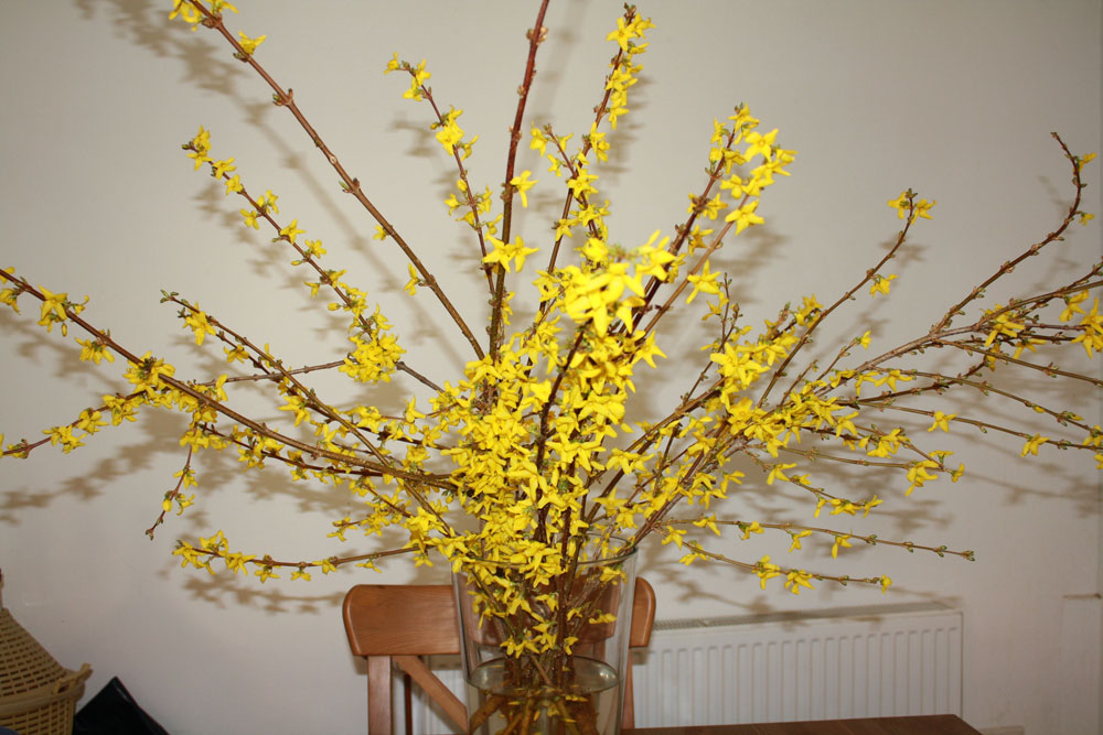 forsythia blooming 02