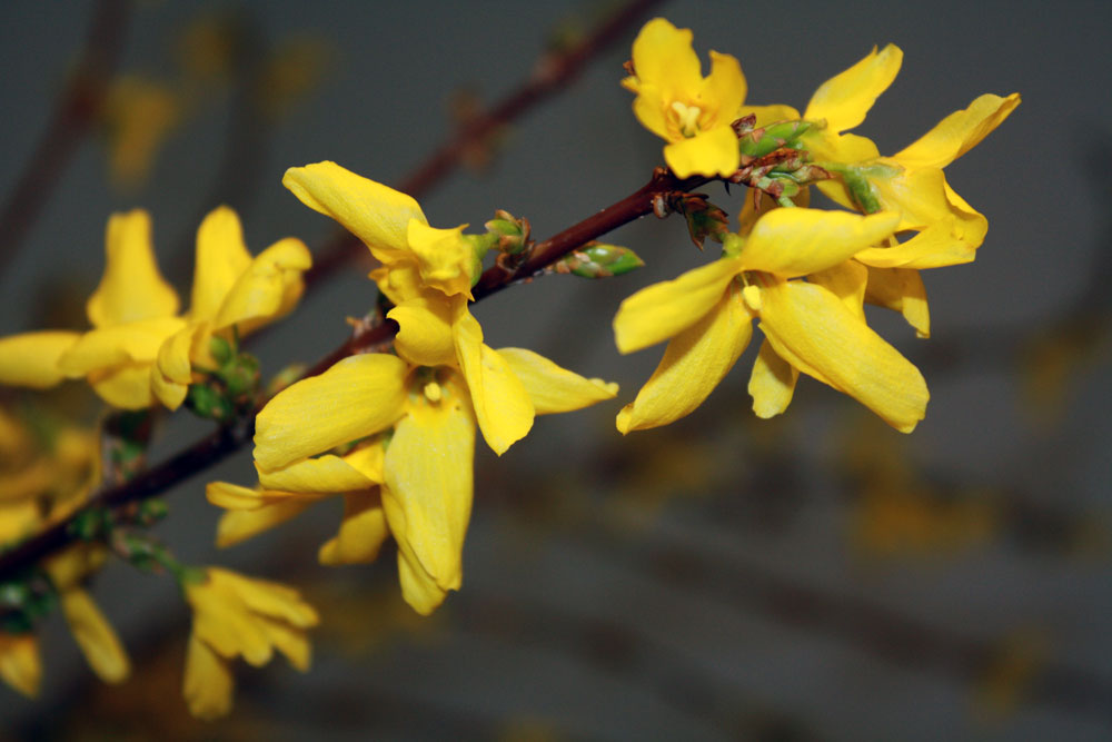 forsythia close bloom 03