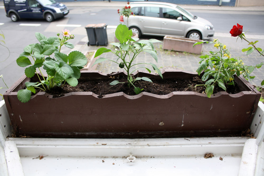 container garden left downstairs window box 01