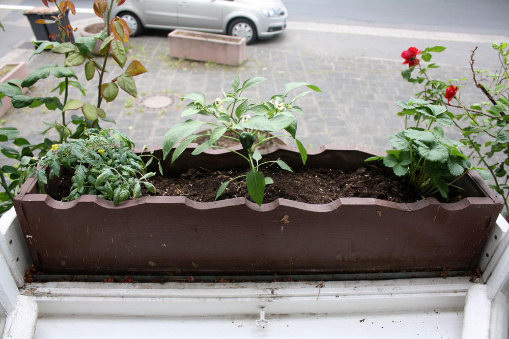 container garden left downstairs window box 02