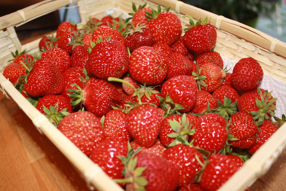 1.658 kilos of strawberries harvested 060309