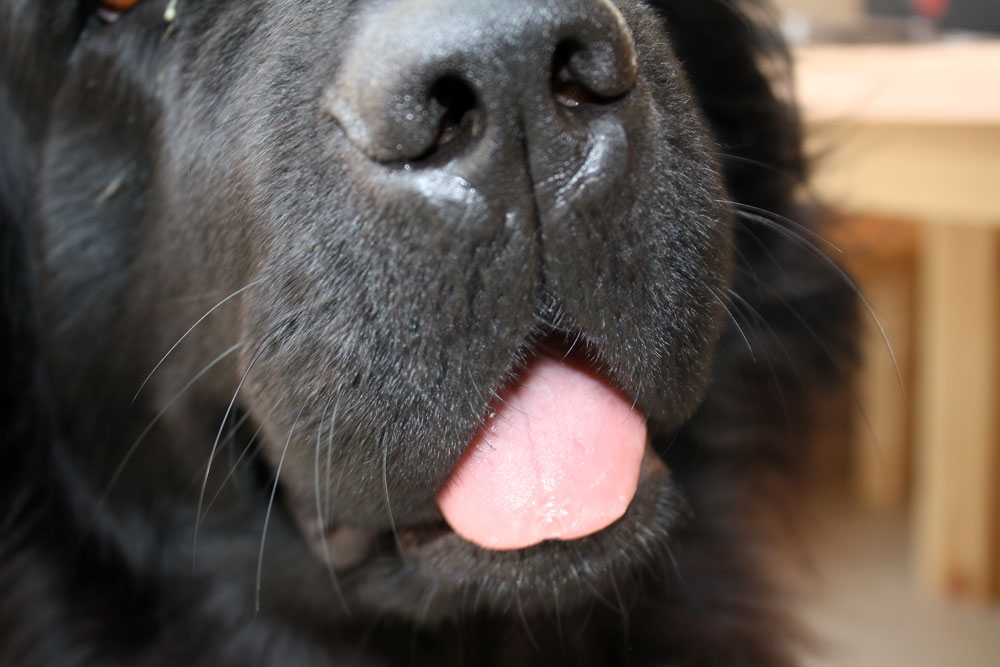 Ayla bubble tongue