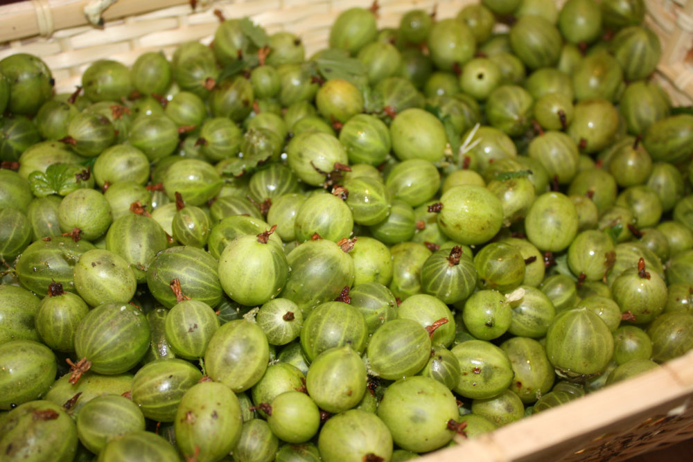 gooseberries harvest