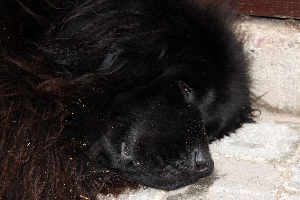 Ayla dog tired