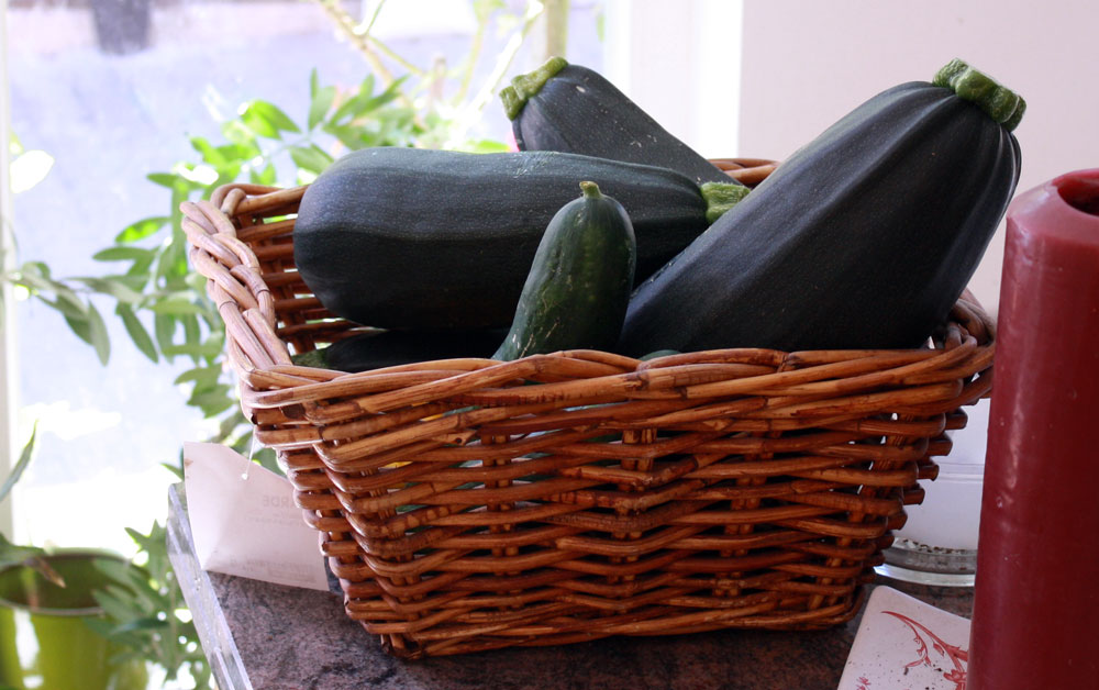 zucchini harvest for seed and food