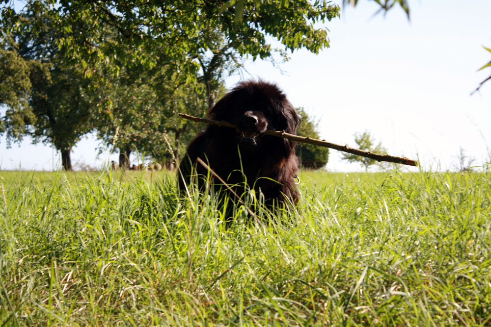 Ay;a big stick