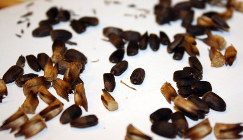 harvesting sunflower seeds