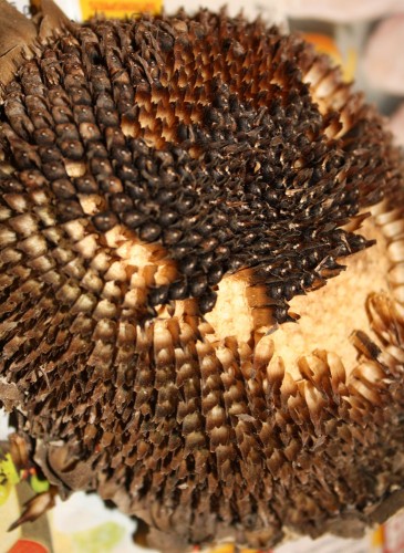 harvesting sunflower seeds