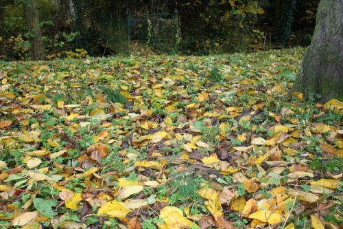 wild garlic forage