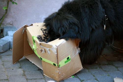 dogs cardboard boxes