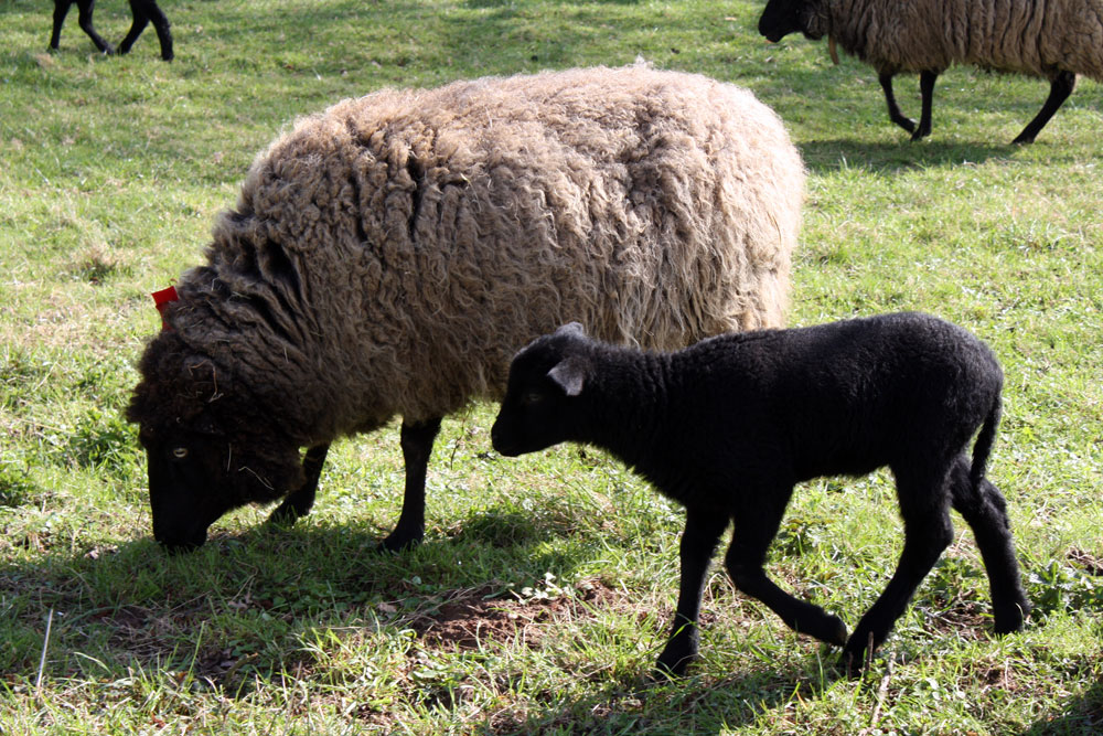 Woof Wednesday: Baaaah right back at ya!