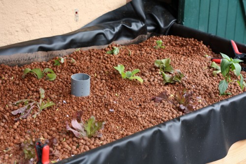 aquaponics
