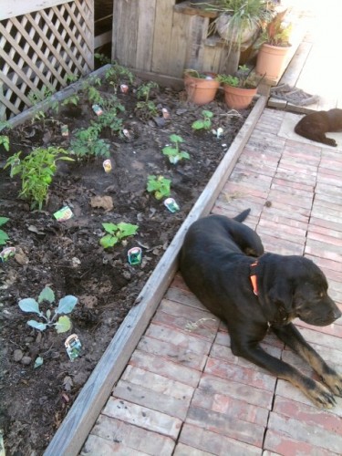 lasagna garden