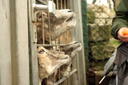 opel zoo