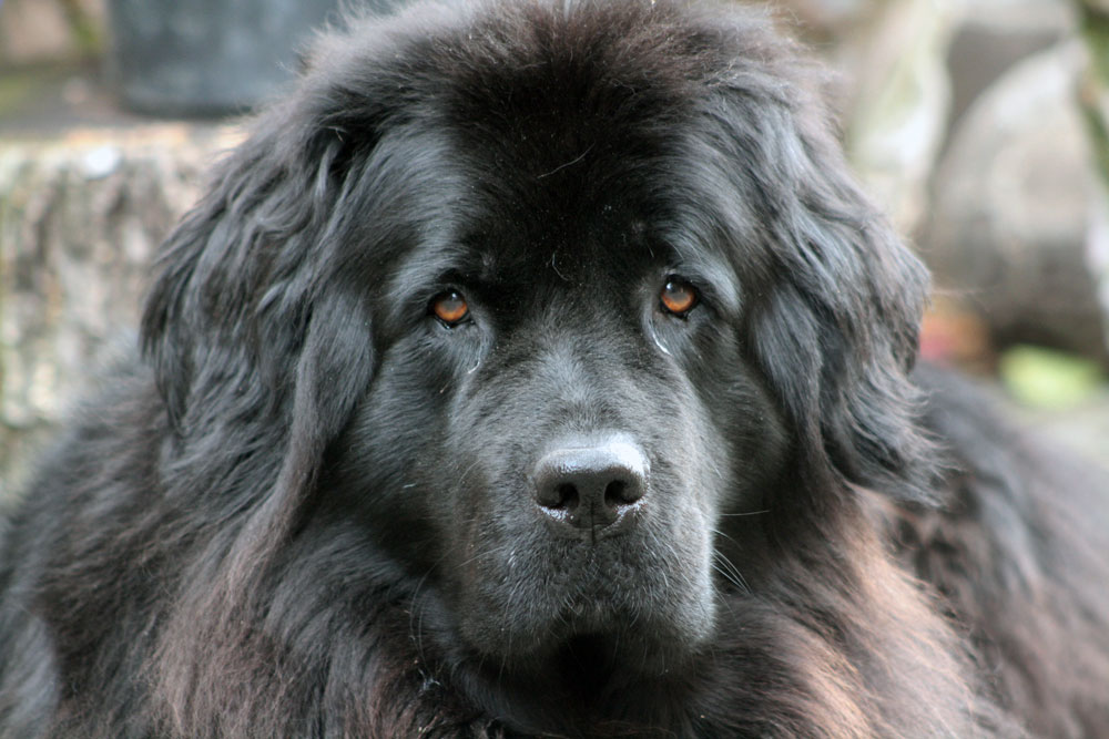 Woof Wednesday: So you think you want a Newfie