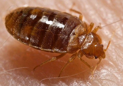 get rid of bed bugs naturally