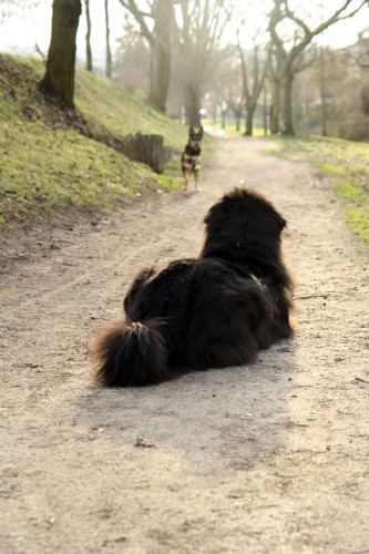 street dogs