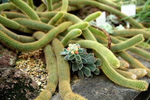 palmengarten frankfurt cactus house
