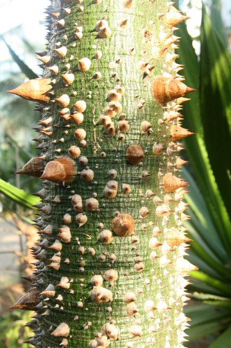 palmengarten frankfurt 