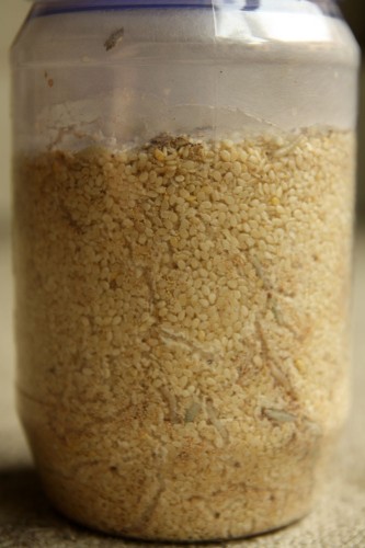 https://www.noordinaryhomestead.com/wp-content/uploads/2011/01/pantry-moths-sesame-seeds-01-333x500.jpg